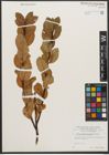 Foto von Salix waldsteiniana Willd.